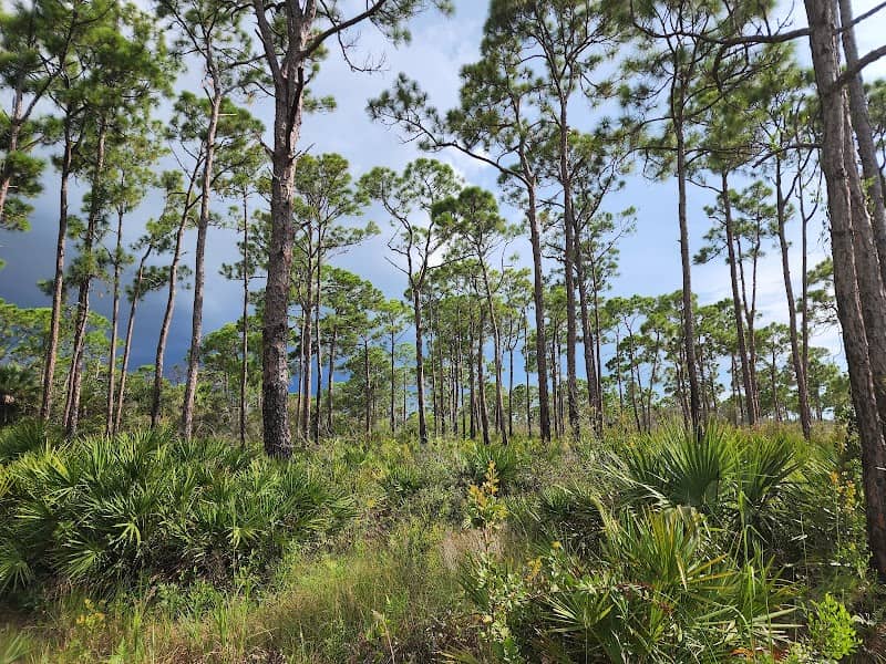 Blue Trail - Image 1