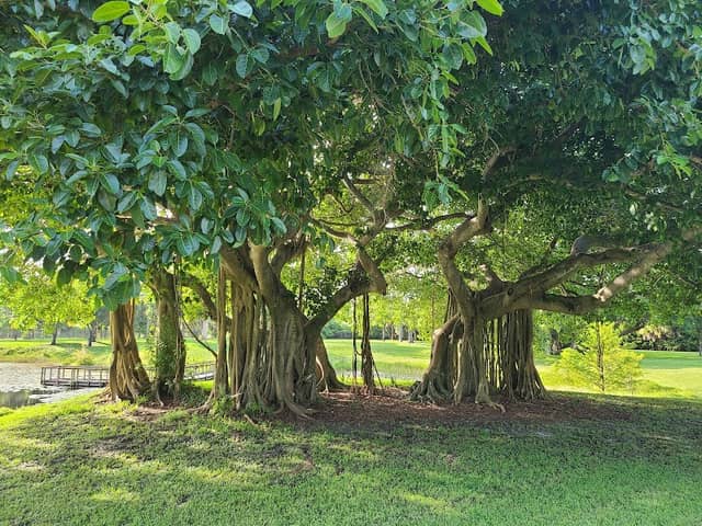 Dreher Dog Park - Image 1