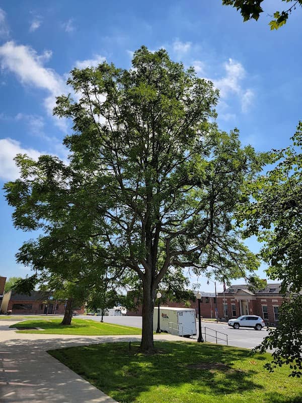 Putnam County Moon Tree - Image 2