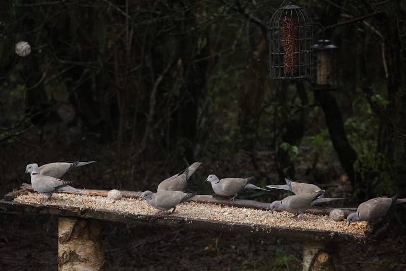 Feeding Station - Image 2