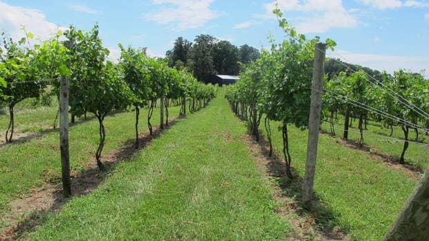 Ramulose Ridge Vineyards - Image 1