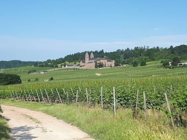 Wingerte Spot - Image 3