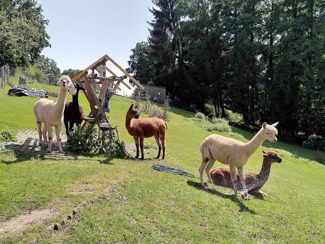 Alpakapark am Langen Weg - Image 2