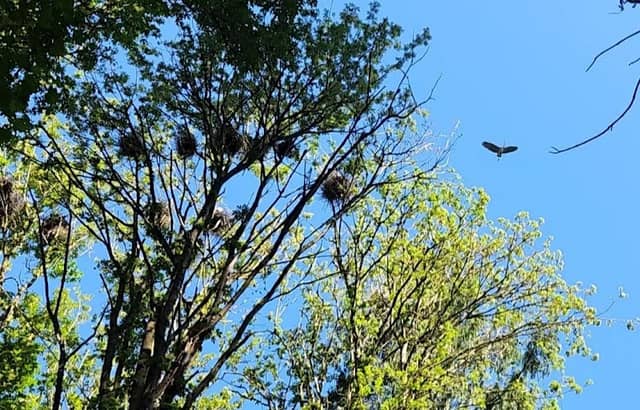 Blue heron nest - Image 1