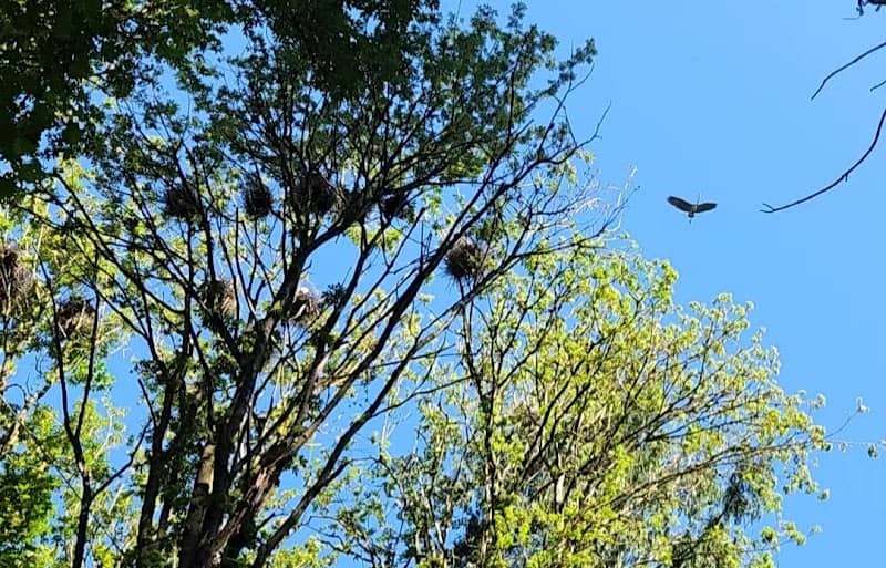 Blue heron nest - Image 1