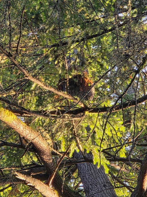 Blue heron nest - Image 2