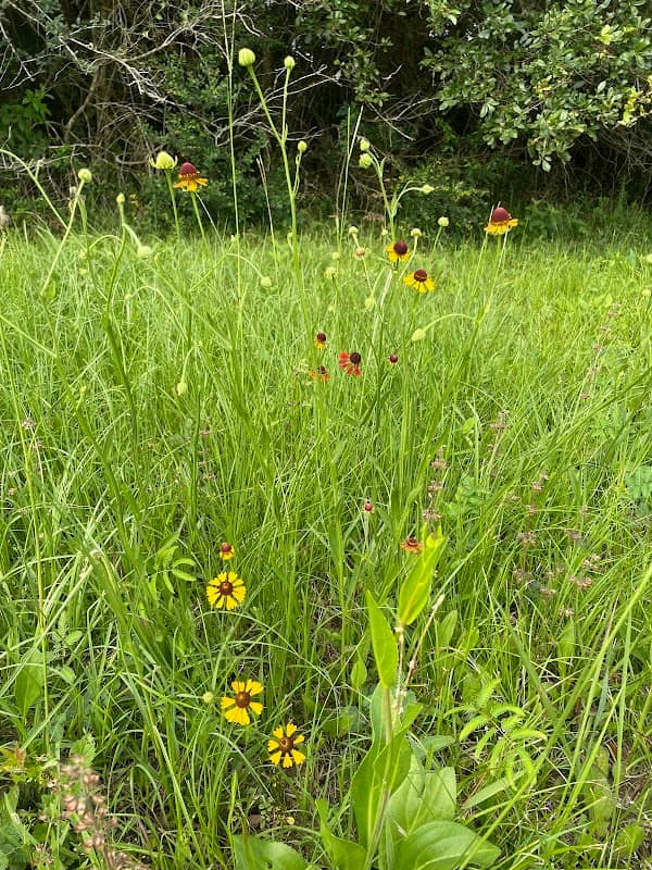 Almeda Rd Nature Reserve - Image 1