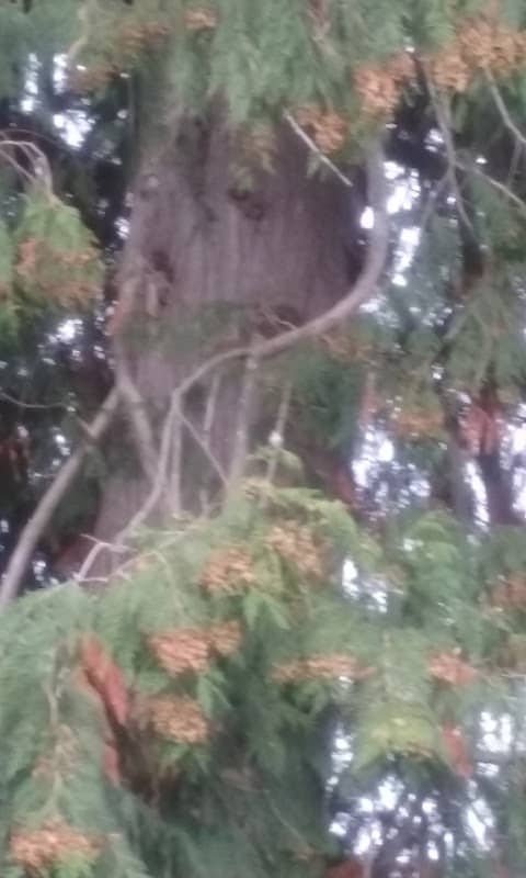 Timberline Park - Image 2