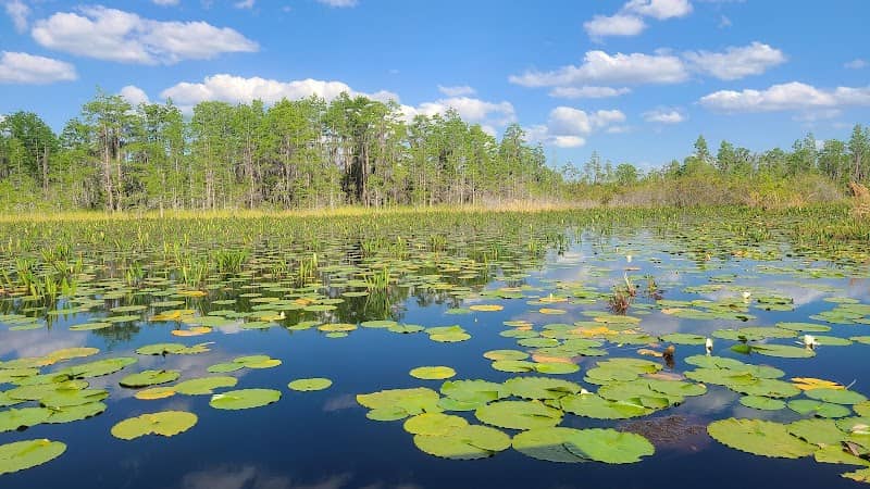 Okefenokee National Wildlife Refuge - Image 2