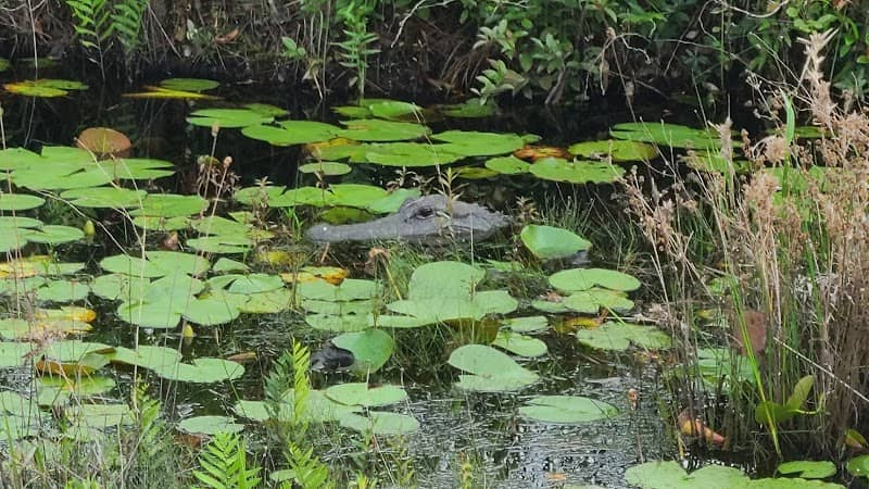 Okefenokee National Wildlife Refuge - Image 1