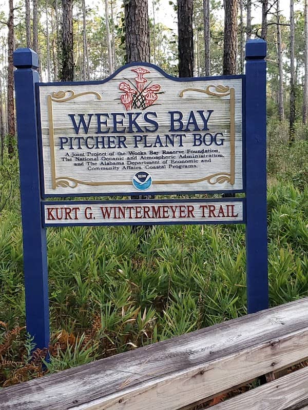 Weeks Bay Pitcher Plant Bog and Kurt G. Wintermeyer Nature Trail - Image 1