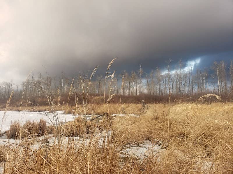 Parkland Natural Area - Image 1
