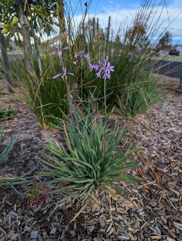 Gisborne Fields - Image 1