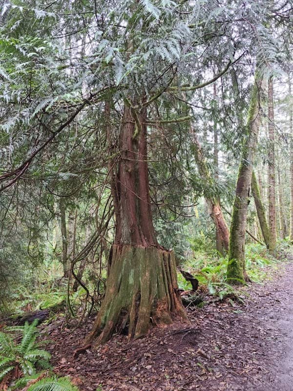 Anacortes Community Forest Lands North - Image 1