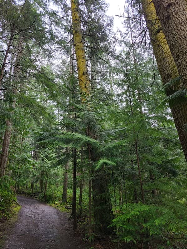 Anacortes Community Forest Lands North - Image 2