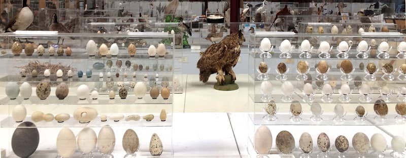 Western Foundation of Vertebrate Zoology - Image 2