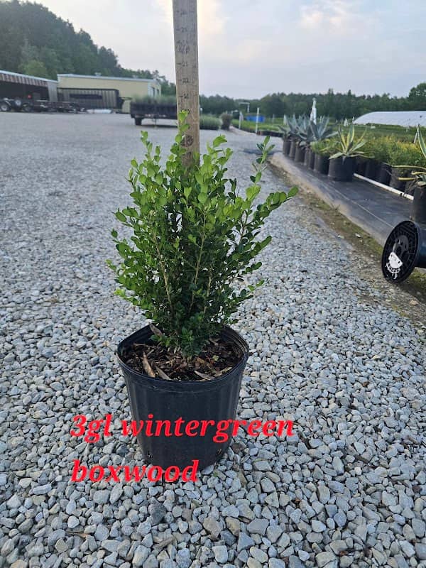 M-BROTHERS NURSERY - Image 1