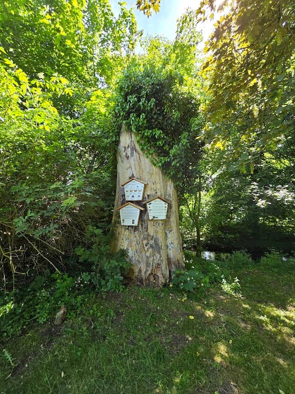 Alter Baumstamm - Image 1