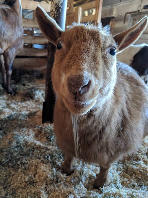 Maple Farm Sanctuary - Image 1
