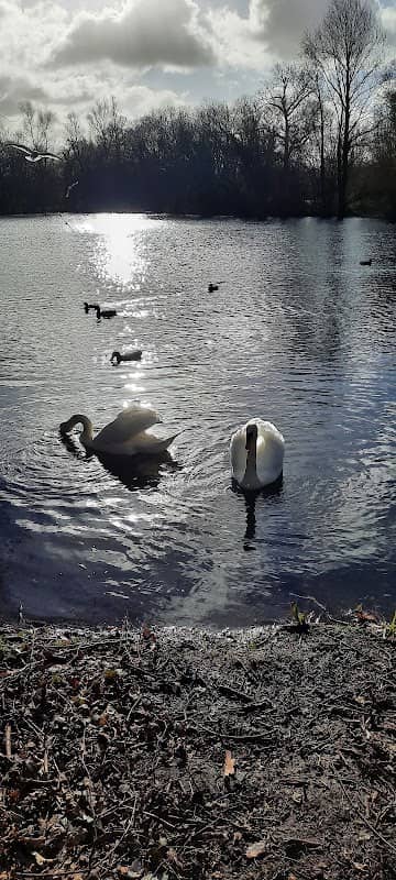 Swan Lake Park - Image 1