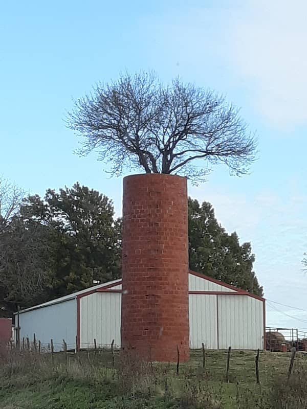 Tree growing from silo. - Image 2