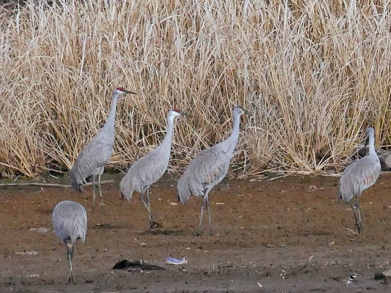 Hiwassee Wildlife Refuge - Image 1