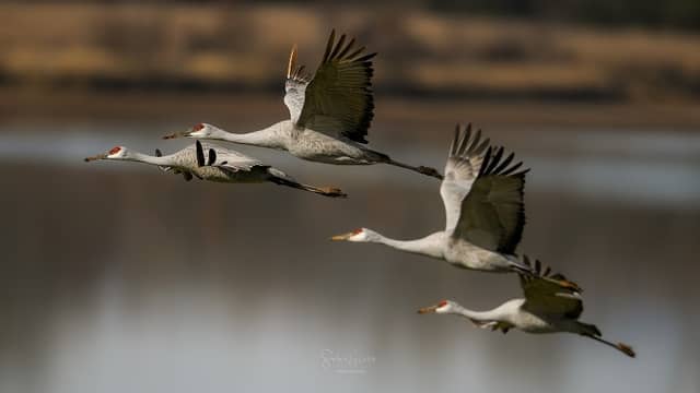 Hiwassee Wildlife Refuge - Image 2
