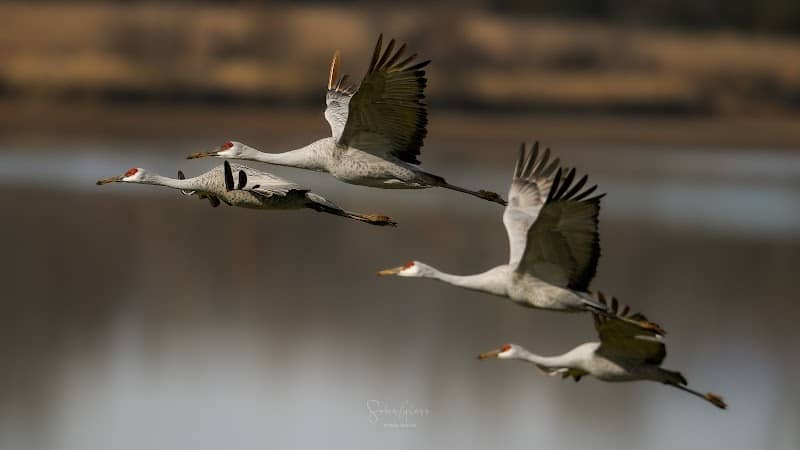 Hiwassee Wildlife Refuge - Image 2