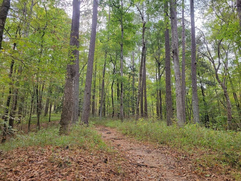 Homochitto National Forest - Image 1