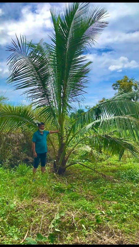 สวนเกษตร นงค์นุช NN Coconut grove - Image 2