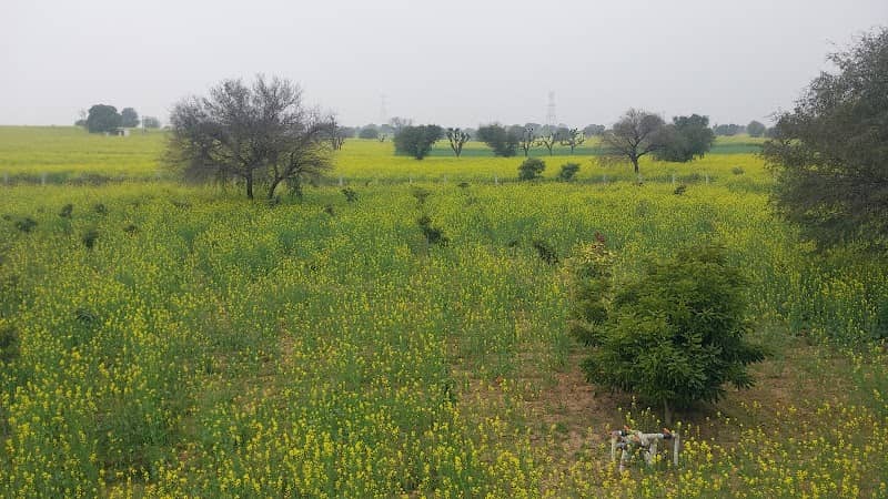Sundrah Agro farm - Image 1