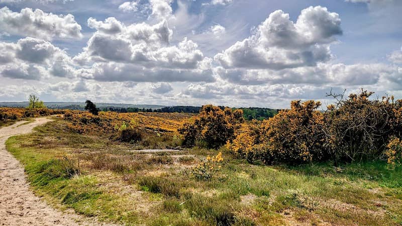 Frensham Little Pond - Image 2