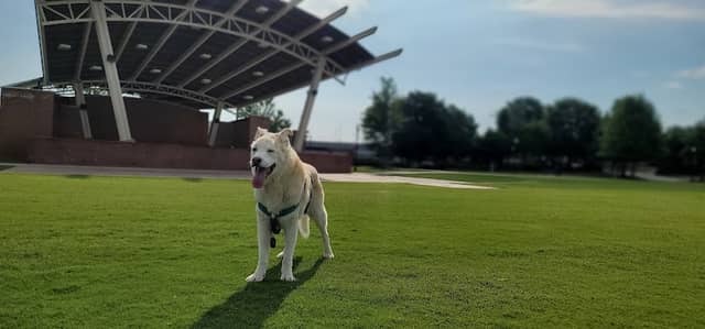 Dog Park at Evans Town Center Park - Image 1
