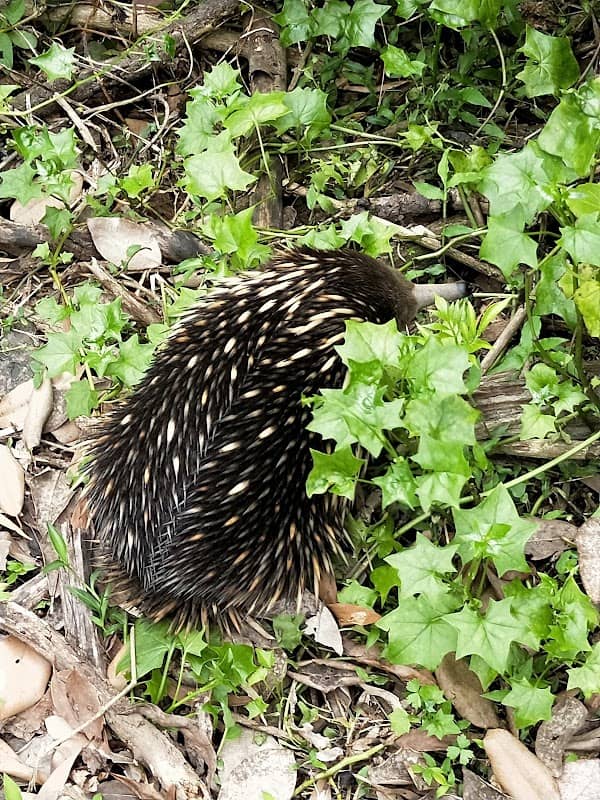 Illawarra Escarpment State Conservation Area - Image 2