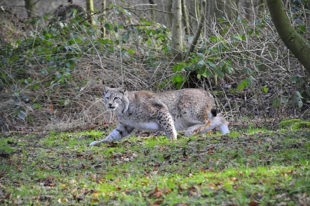 Wisentgehege Springe - Image 1