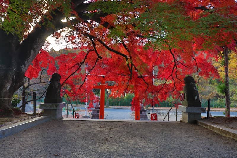 Iroha-Momiji - Image 1