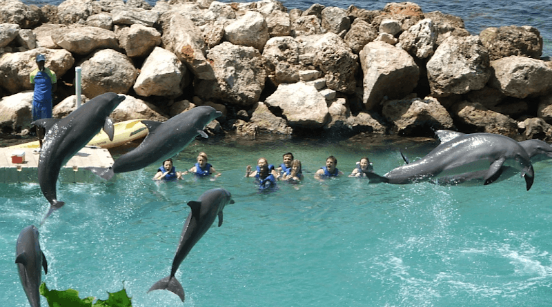 Dolphin World - Image 2