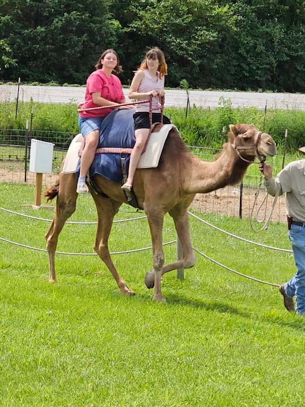 R & P Camel Ride - Image 1