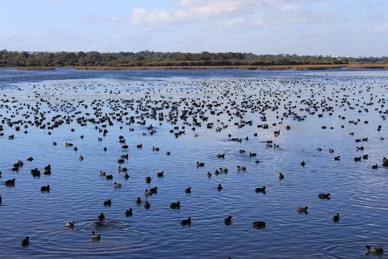 Yellagonga Regional Park - Image 2
