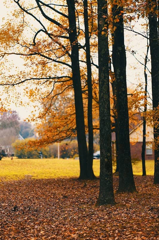 Swinnea Park - Image 1