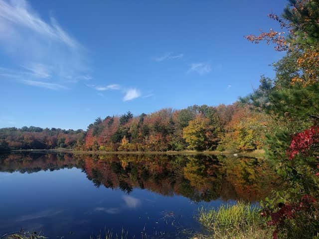 Acushnet Cedar Swamp State Reservation - Image 2