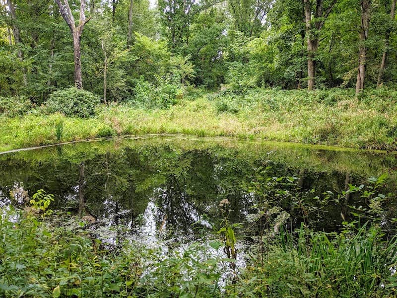 Goldfish Pond - Image 1