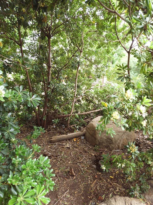 Old Poway Park Tree Tipi - Image 3