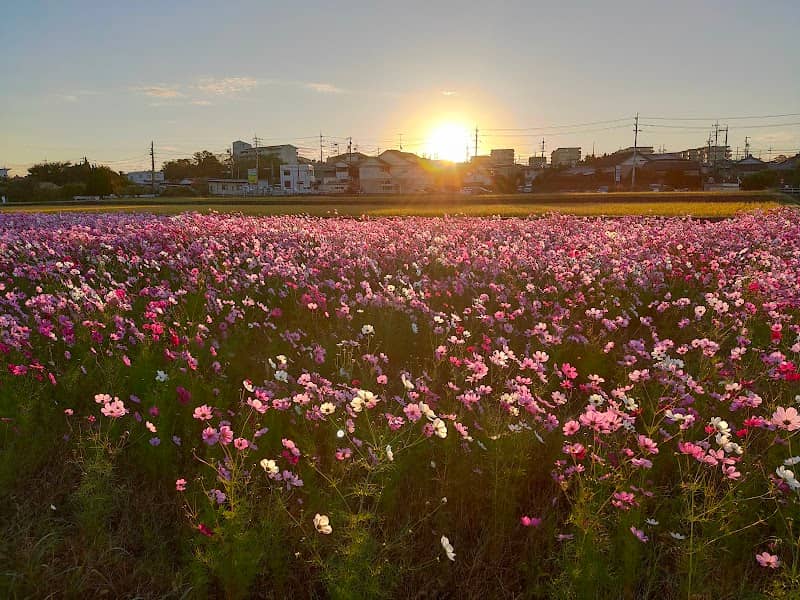 コスモス畑 - Image 1