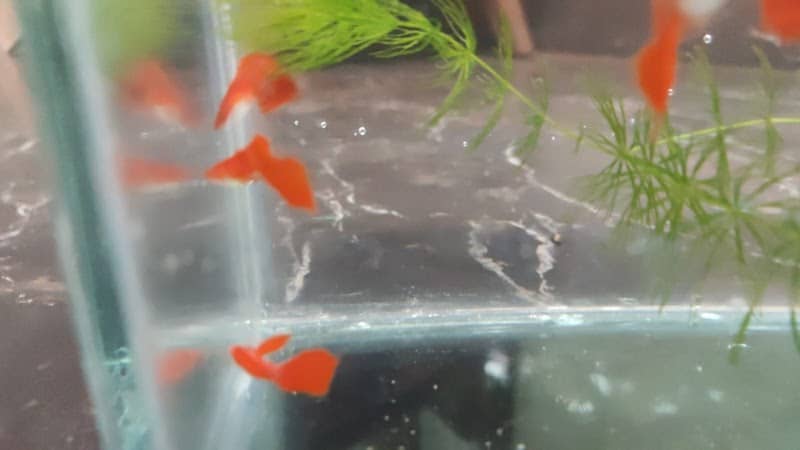 Aqua Wagon Aquarium - Image 1