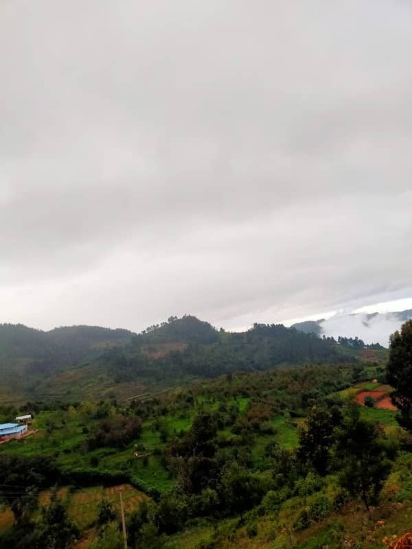 Evergreen Meadows Glamps - Image 1
