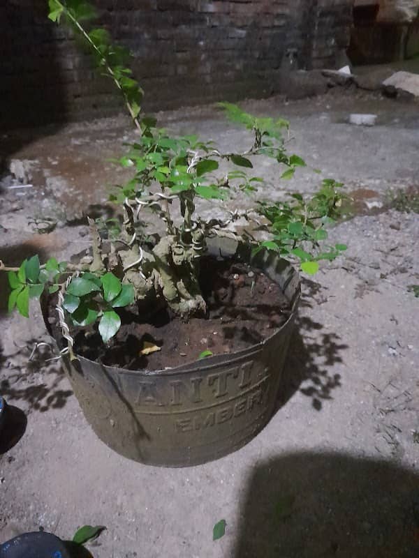 Sunan bonsai - Image 1