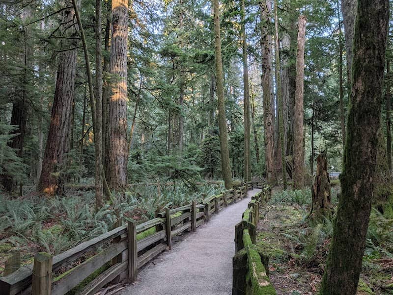 Cathedral Grove - Image 3