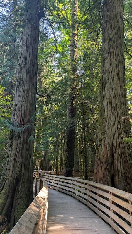 Cathedral Grove - Image 2