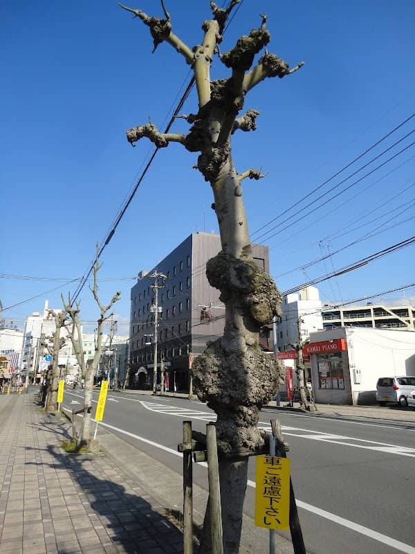 広又の珍景木列 - Image 1